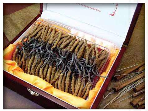 陆河冬虫夏草回收?